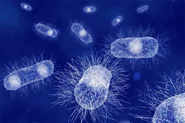 The 10 most common bacteria on mobile phones