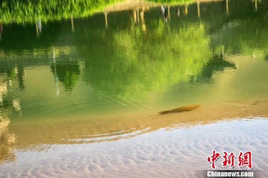 Rare "iron-backed fish" reappears in Dunhuang Crescent Spring, attracting tourists to watch (Figure)